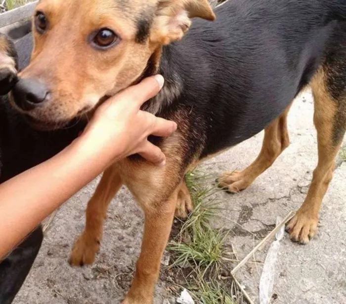 Cachorro ra a SRD idade 7 a 11 meses nome Ethan Hunt