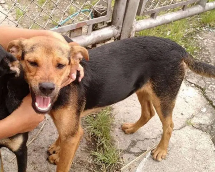 Cachorro ra a SRD idade 7 a 11 meses nome Ethan Hunt