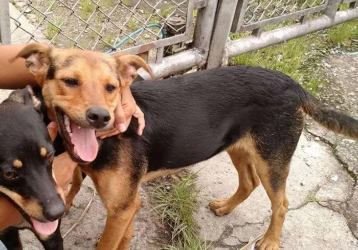 Cachorro ra a SRD idade 7 a 11 meses nome Ethan Hunt