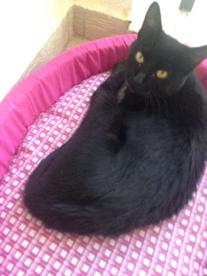 Gato ra a SRD idade 2 anos nome Café