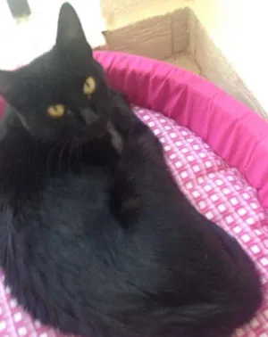 Gato raça SRD idade 2 anos nome Café