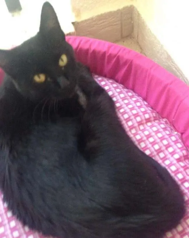 Gato ra a SRD idade 2 anos nome Café