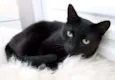 Chiquinha