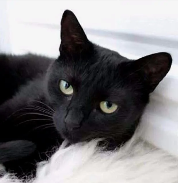 Gato ra a SRD idade 7 a 11 meses nome Chiquinha
