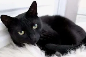 Gato raça SRD idade 7 a 11 meses nome Chiquinha