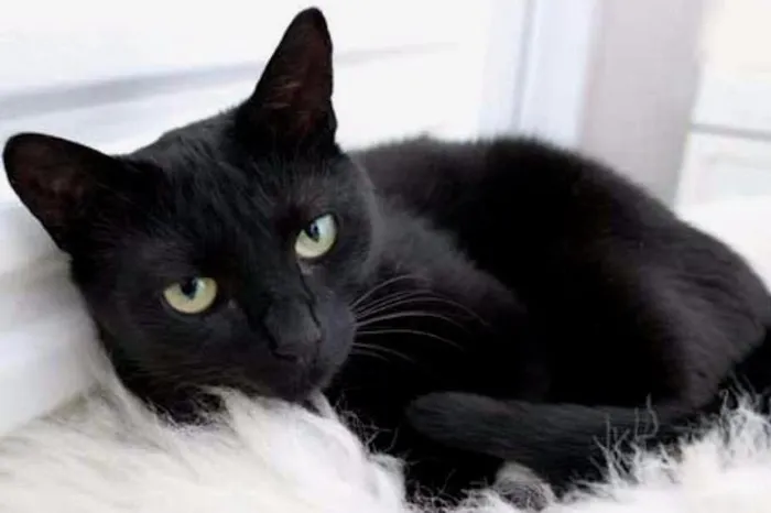 Gato ra a SRD idade 7 a 11 meses nome Chiquinha
