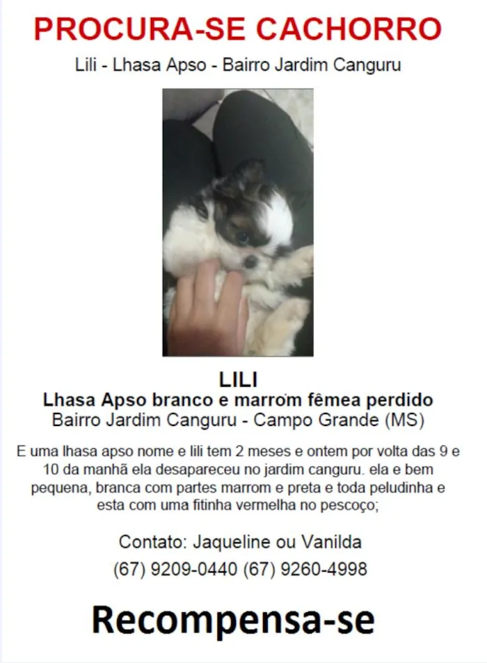 Cachorro ra a lhasa apso idade 2 a 6 meses nome LILI GRATIFICA