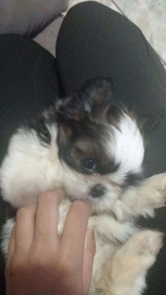 Cachorro ra a lhasa apso idade 2 a 6 meses nome LILI GRATIFICA