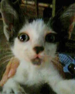 Gato raça  idade Abaixo de 2 meses nome Bicó