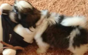 Cachorro raça lhasa apso idade 2 a 6 meses nome LILI GRATIFICA