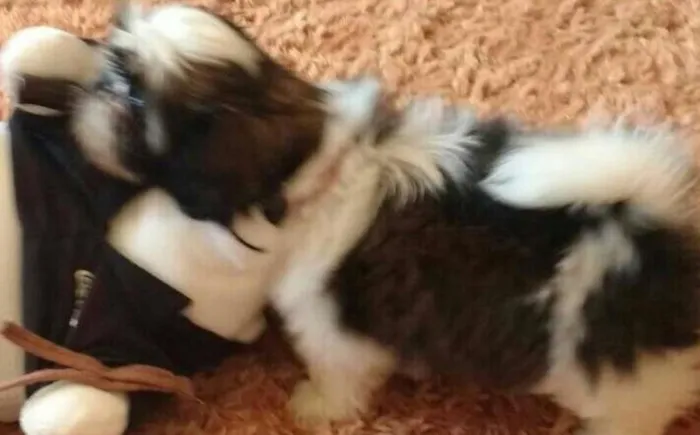 Cachorro ra a lhasa apso idade 2 a 6 meses nome LILI GRATIFICA