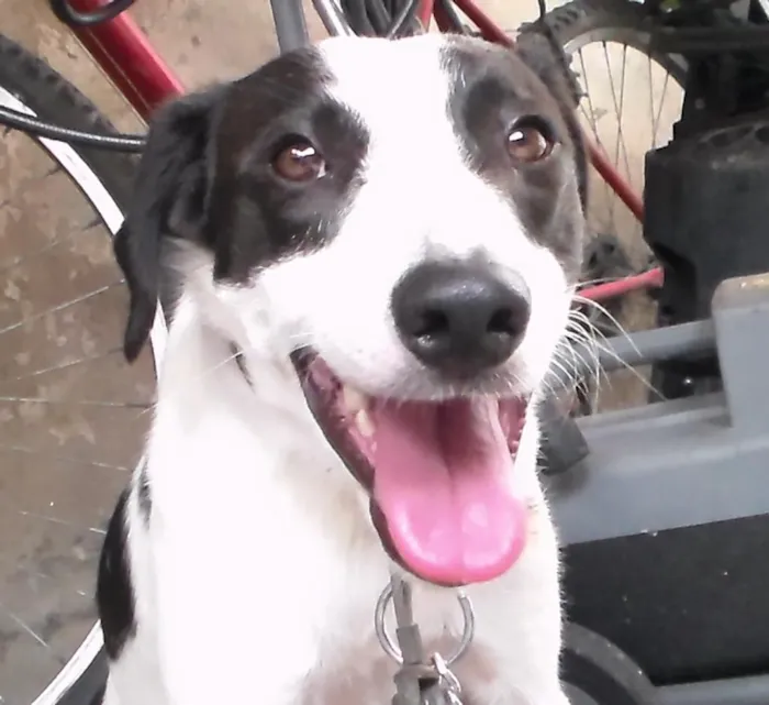 Cachorro ra a Vira-lata idade 1 ano nome Lulu