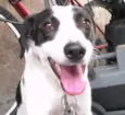 Lulu