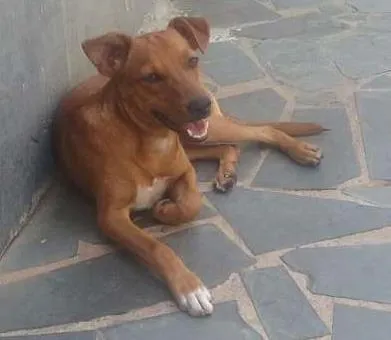 Cachorro raça Vira-lata idade 1 ano nome San