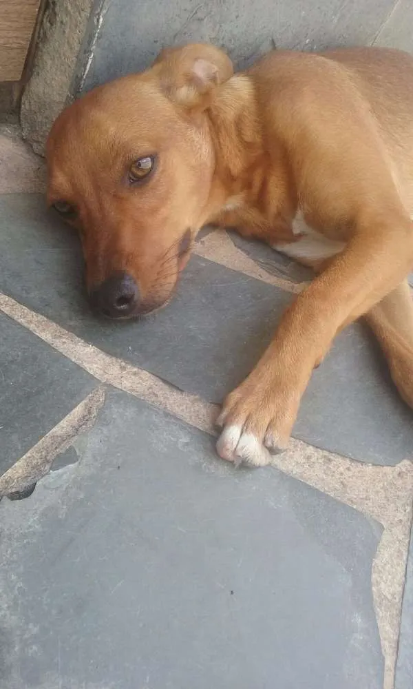 Cachorro raça Vira-lata idade 1 ano nome San