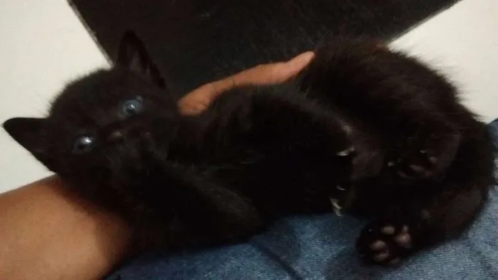 Gato ra a SRD idade Abaixo de 2 meses nome Sem nome