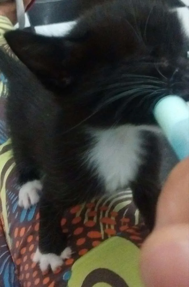 Gato ra a SRD idade Abaixo de 2 meses nome Sem nome