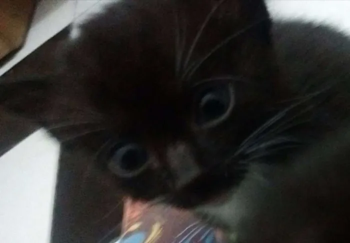 Gato ra a SRD idade Abaixo de 2 meses nome Sem nome