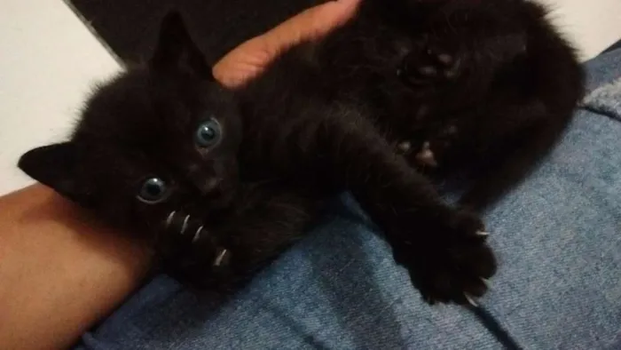 Gato ra a SRD idade Abaixo de 2 meses nome Sem nome