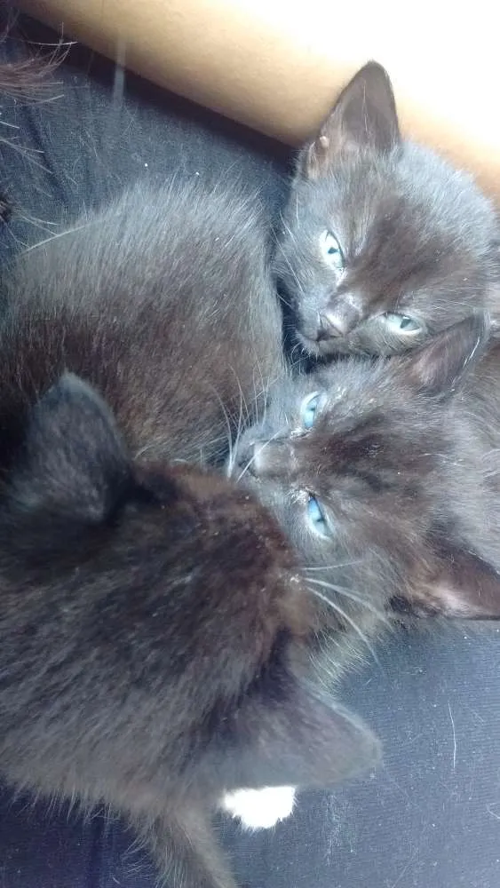 Gato ra a SRD idade Abaixo de 2 meses nome Sem nome