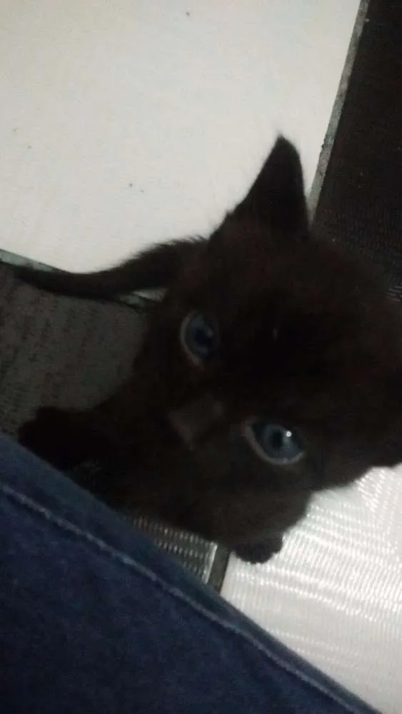 Gato ra a SRD idade Abaixo de 2 meses nome Sem nome