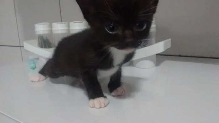 Gato ra a SRD idade Abaixo de 2 meses nome Sem nome