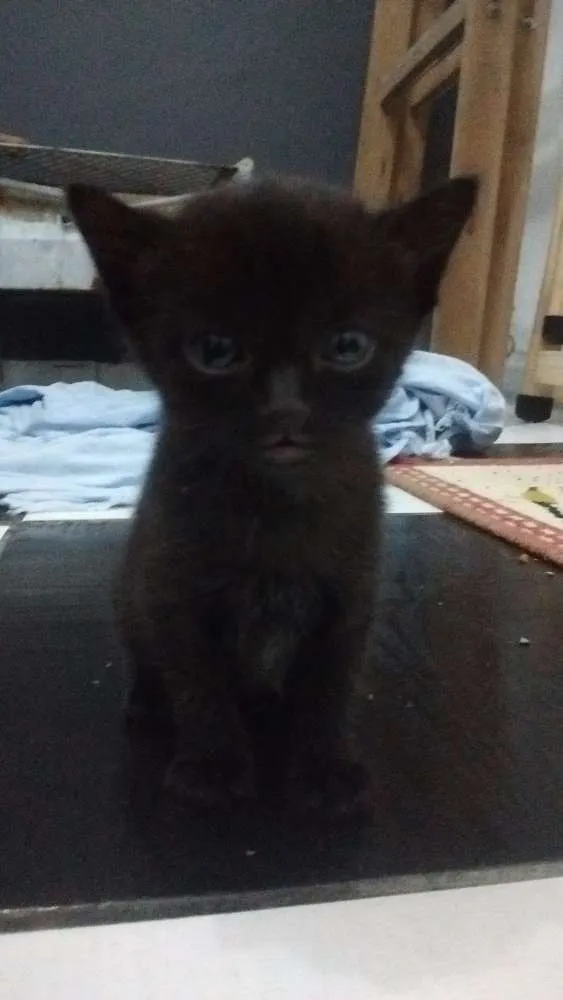 Gato ra a SRD idade Abaixo de 2 meses nome Sem nome