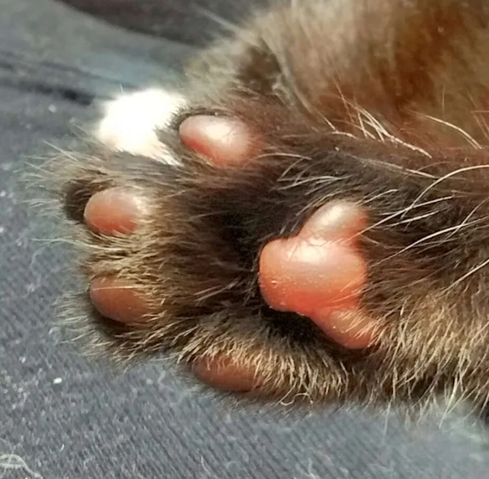 Gato ra a SRD idade Abaixo de 2 meses nome Sem nome