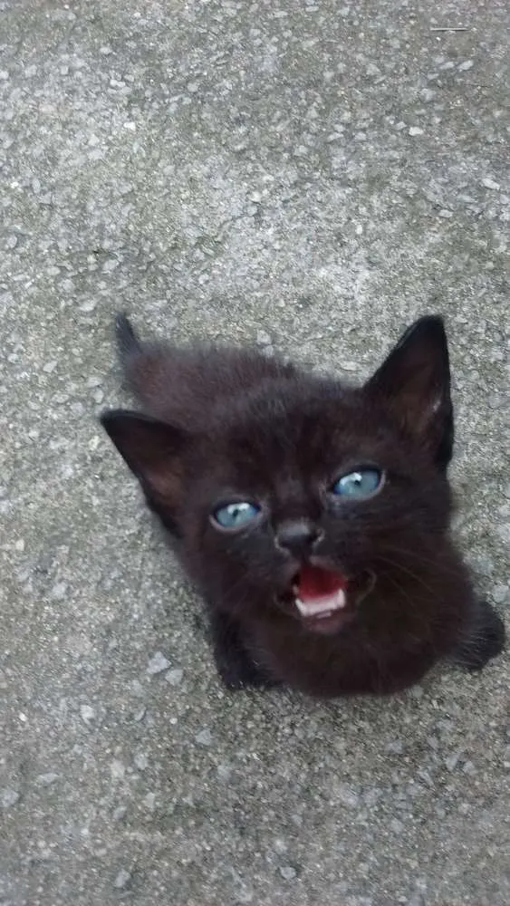 Gato ra a SRD idade Abaixo de 2 meses nome Sem nome