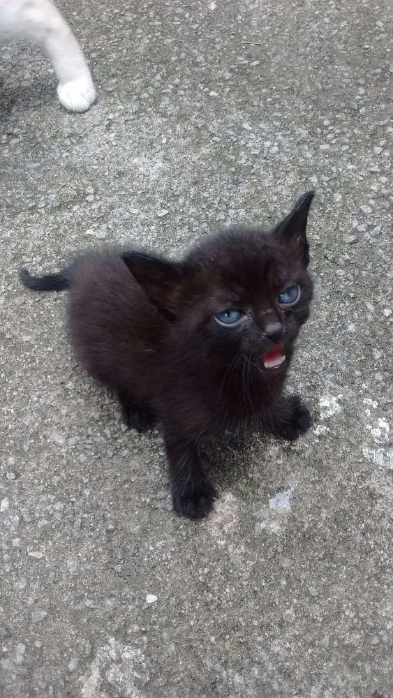 Gato ra a SRD idade Abaixo de 2 meses nome Sem nome
