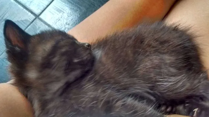 Gato ra a SRD idade Abaixo de 2 meses nome Sem nome