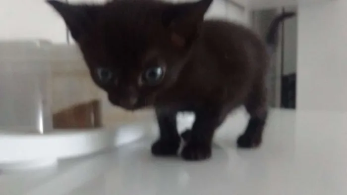 Gato ra a SRD idade Abaixo de 2 meses nome Sem nome