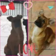 Amor