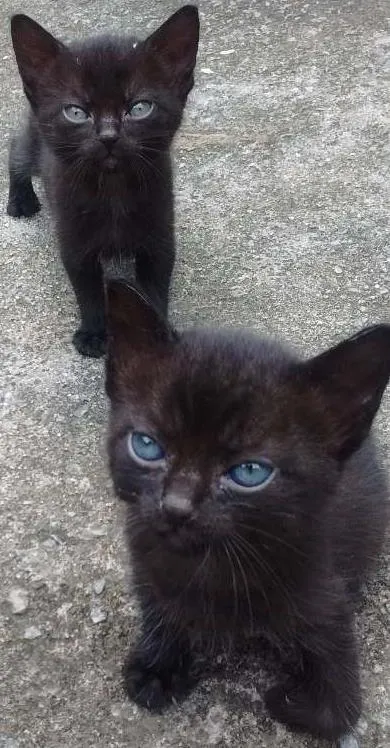 Gato ra a SRD idade Abaixo de 2 meses nome Sem nome