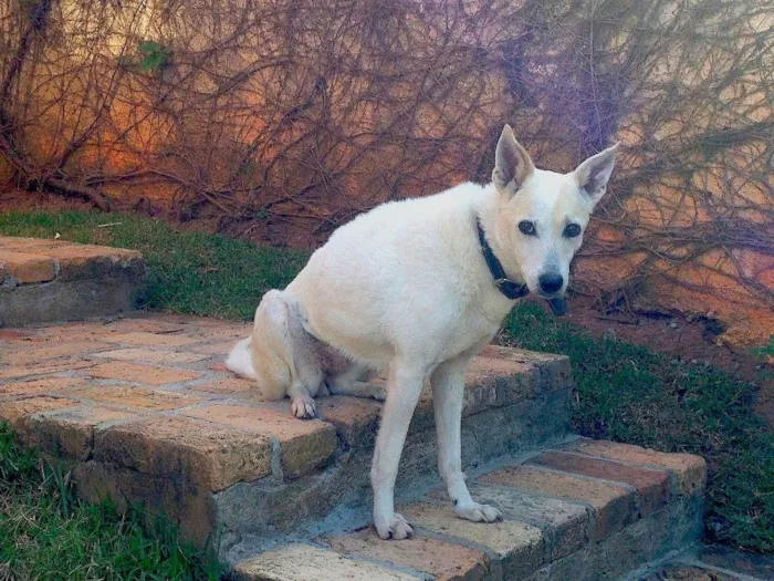 Cachorro ra a SRD idade 6 ou mais anos nome BELINHA GRATIFICA