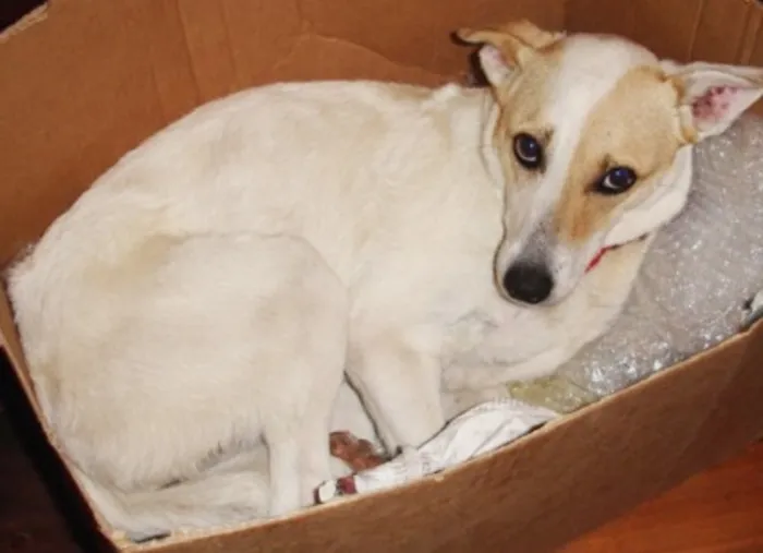 Cachorro ra a SRD idade 6 ou mais anos nome BELINHA GRATIFICA