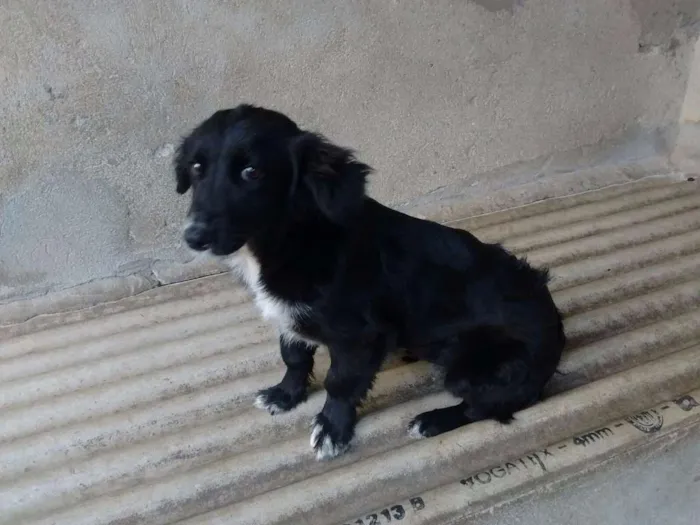 Cachorro ra a srd idade 2 a 6 meses nome Sininho