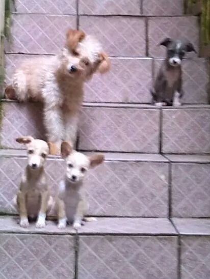 Cachorro ra a  idade 2 a 6 meses nome n tem