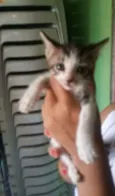 gato