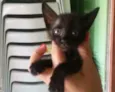 gato