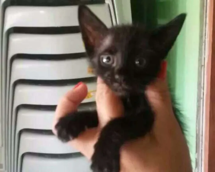 Gato ra a  idade Abaixo de 2 meses nome gato