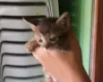 gato