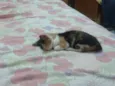 Gatinha