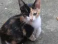 Gatinha