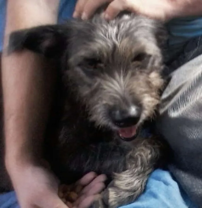 Cachorro ra a SRD idade 5 anos nome Rebeca