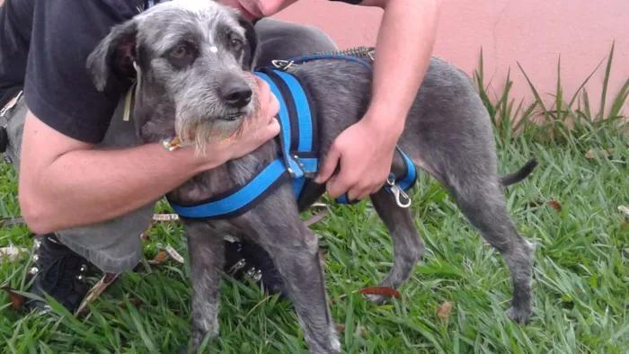 Cachorro ra a SRD idade 5 anos nome Rebeca