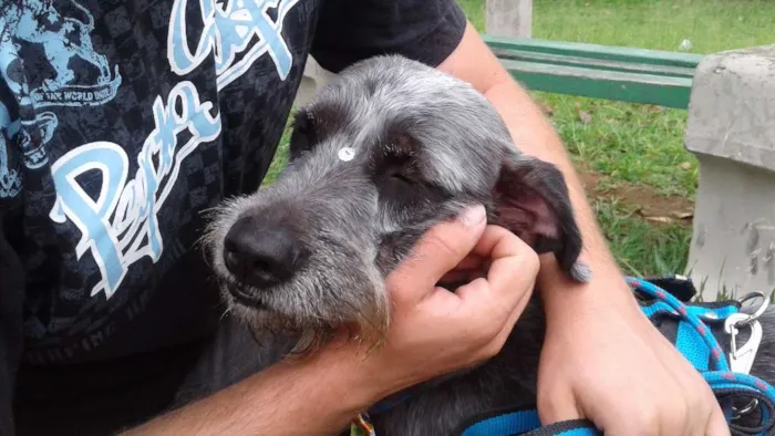 Cachorro ra a SRD idade 5 anos nome Rebeca