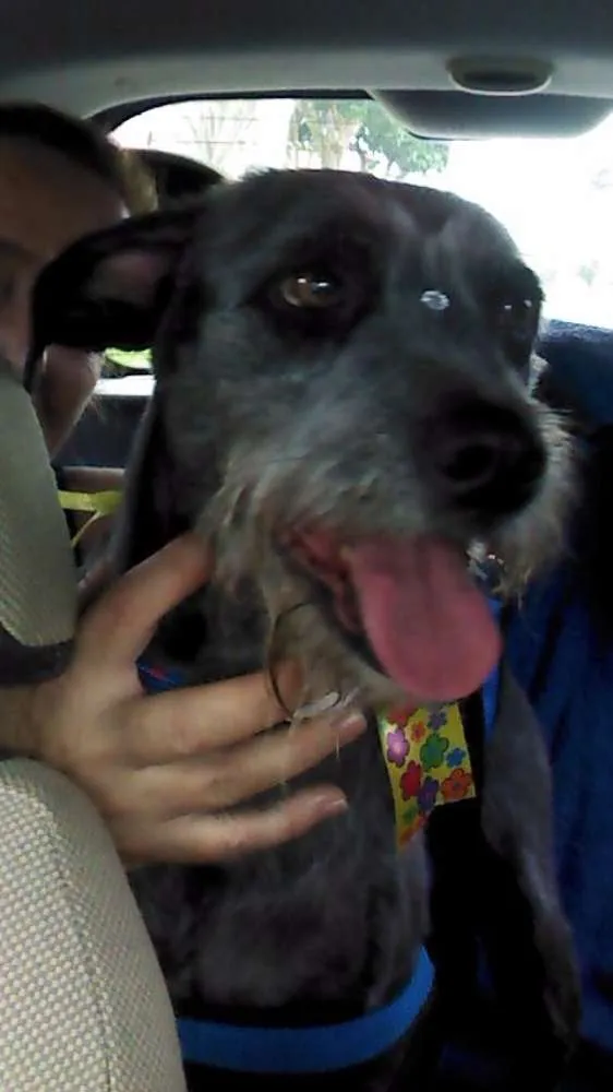 Cachorro ra a SRD idade 5 anos nome Rebeca