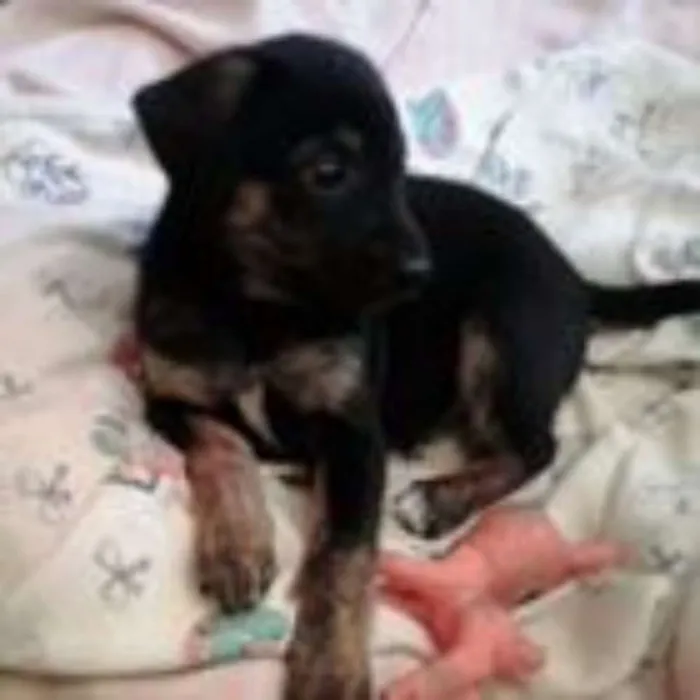 Cachorro ra a SRD idade Abaixo de 2 meses nome Fiel