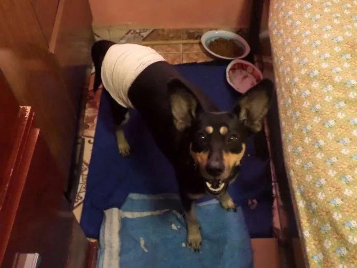 Cachorro ra a SRD idade 1 ano nome Tapioca